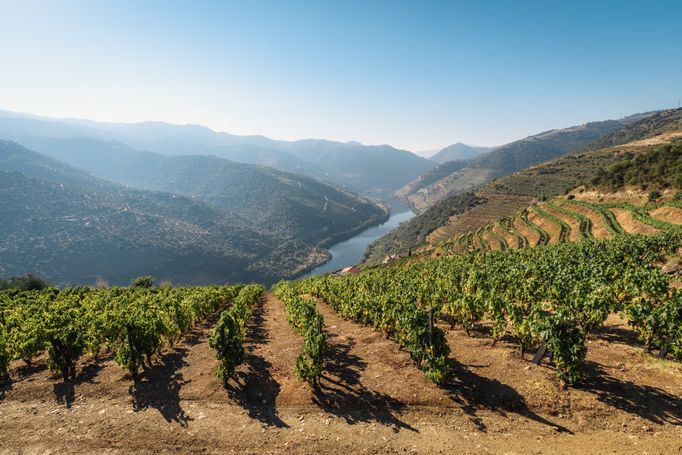 Weinberge über dem Fluss Douro